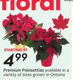 Sobeys Premium Poinsettias offer