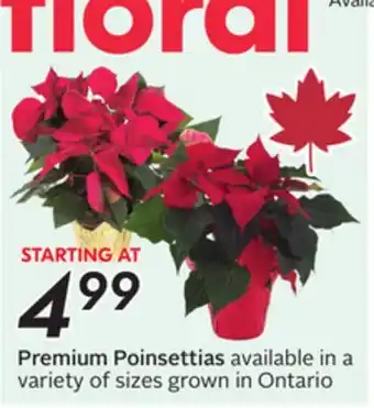 Sobeys Premium Poinsettias offer