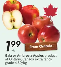 Sobeys Gala or Ambrosia Apples offer