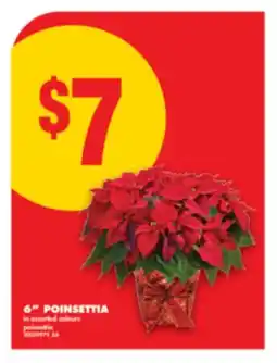 No Frills 6 POINSETTIA offer