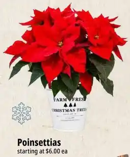 Farm Boy Poinsettias offer