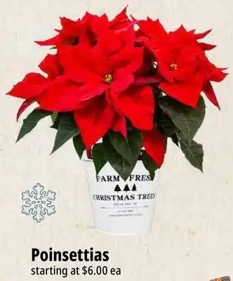 Farm Boy Poinsettias offer