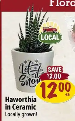 Farm Boy Haworthia in Ceramic offer