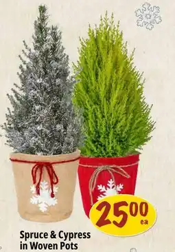 Farm Boy Spruce & Cypress in Woven Pots offer