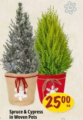 Farm Boy Spruce & Cypress in Woven Pots offer