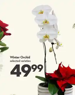 Longo's Winter Orchid offer