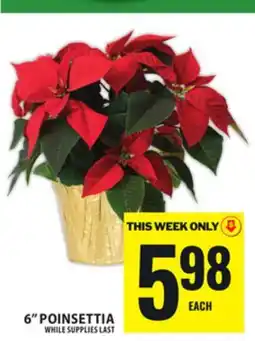 Food Basics 6 POINSETTIA offer