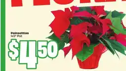 Chalo FreshCo Poinsettias 4.5 Pot offer
