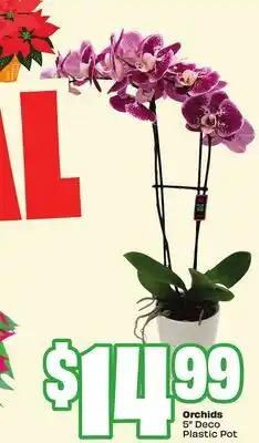 Chalo FreshCo Orchids 5 Deco Plastic Pot offer