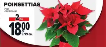 Metro POINSETTIAS offer