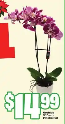FreshCo Orchids 5 Deco Plastic Pot offer