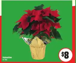 FreshCo Poinsettias 6 Pot offer