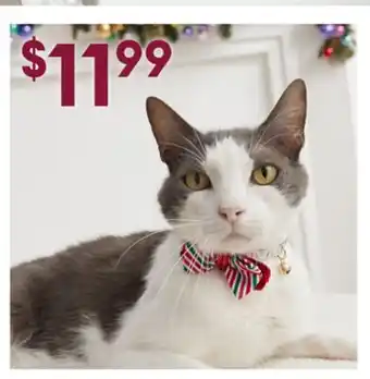 Petsmart Light-up collar slides offer