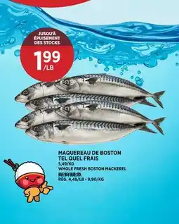 Kim Phat WHOLE FRESH BOSTON MACKEREL offer