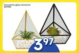 Rossy Succulents glass terrarium offer