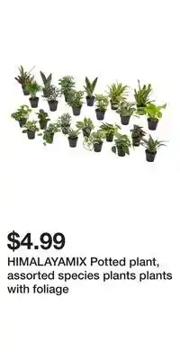 IKEA HIMALAYAMIX Potted plant, assorted species plants plants with foliage offer