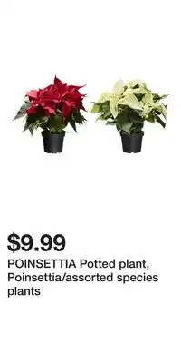 IKEA POINSETTIA Potted plant, Poinsettia/assorted species plants offer
