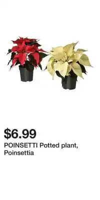 IKEA POINSETTI Potted plant, Poinsettia offer