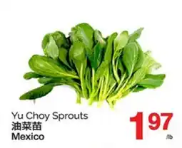 T&T Supermarket YU CHOY SPROUTS offer