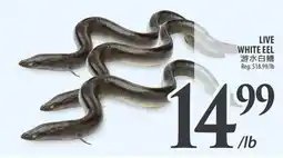 Al Premium Food Mart Live white eel offer