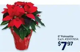 Walmart 6" Poinsettia offer