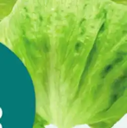 Giant Tiger Iceberg lettuce offer