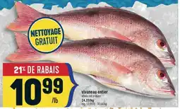 Marché Adonis VIVANEAU ENTIER | WHOLE RED SNAPPER offer