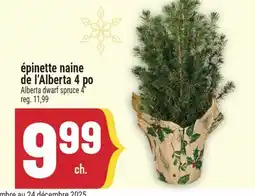 Marché Adonis Épinette naine de l'Alberta 4 po | Alberta dwarf spruce 4 offer