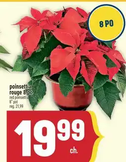 Marché Adonis Poinsettia rouge 8 po | Red poinsettia 8 pot offer