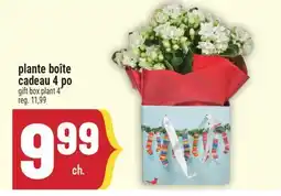 Marché Adonis plante boîte cadeau 4 po | gift box plant 4 offer