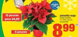 Super C POINSETTIA ROUGE | RED POINSETTIA offer