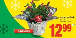 Super C CACTUS DE NOËL | CHRISTMAS CACTUS offer