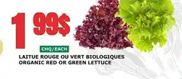 Marches Tau LAITUE ROUGE OU VERT BIOLOGIQUES offer