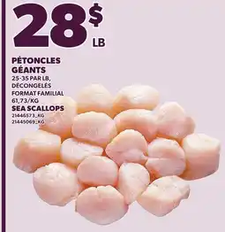 Provigo SEA SCALLOPS, 25-35 PAR LB offer