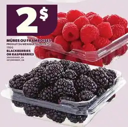 Provigo BLACKBERRIES OR RASPBERRIES, 170 G offer