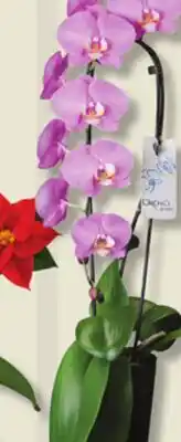 IGA ORCHID, ADEMIRE BOUQUET OR CASCADE ORCHID offer