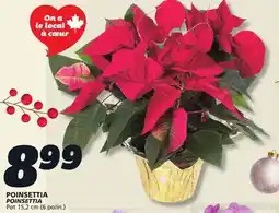 IGA POINSETTIA offer