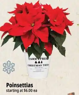 Farm Boy Poinsettias offer
