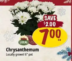 Farm Boy Chrysanthemum offer
