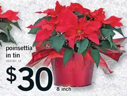 Fortinos POINSETTIA IN TIN, 8 INCH offer