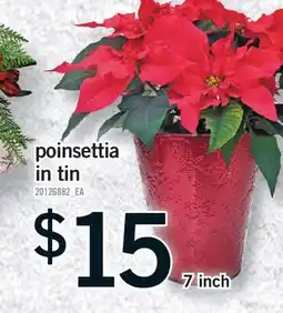 Fortinos POINSETTIA IN TIN, 7 INCH offer