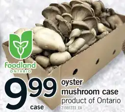 Fortinos OYSTER MUSHROOM CASE offer