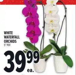 Metro WHITE WATERFALL ORCHIDS offer