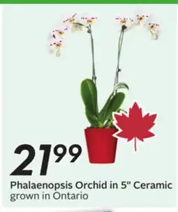 Sobeys Phalaenopsis Orchid in 5 Ceramic offer
