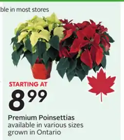 Sobeys Premium Poinsettias offer