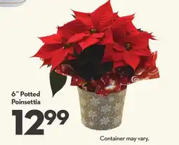 Longo's Potted Poinsettia offer
