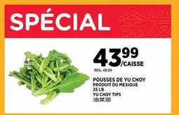 Kim Phat YU CHOY TIPS offer