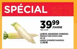 Kim Phat LOBOK (CHINESE DAIKONS) offer