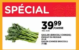 Kim Phat GAILON (CHINESE BROCCOLI) offer