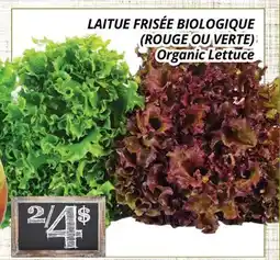 Supermarché PA LAITUE FRISÉE BIOLOGIQUE (ROUGE OU VERTE) | Organic Lettuce offer